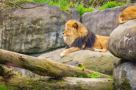 动物园狮子摇滚中的雄狮哺乳动物水平脊椎动物豹属狮子猫科动物食肉动物园背景