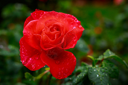 红玫瑰 全闪光花花朵水平园艺玫瑰背景图片