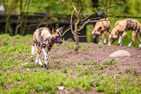 俄勒冈州波特兰在俄勒冈动物园的非洲画狗动物园脊椎动物水平哺乳动物动物犬科野狗狼獾背景