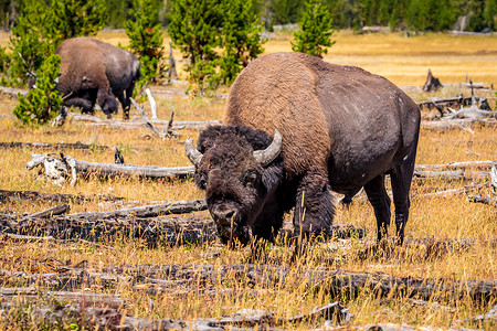 美国野牛自然怀俄明州高清图片