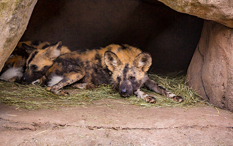 非洲涂漆的狗群睡觉动物动物园哺乳动物脊椎动物犬科野狗狼獾水平背景