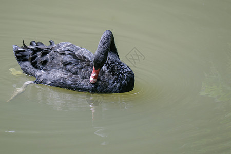 天鹅座一只黑天鹅在水上的照片 野生动物池塘动物园墙纸翅膀漂浮荒野反射游泳公园冥想背景