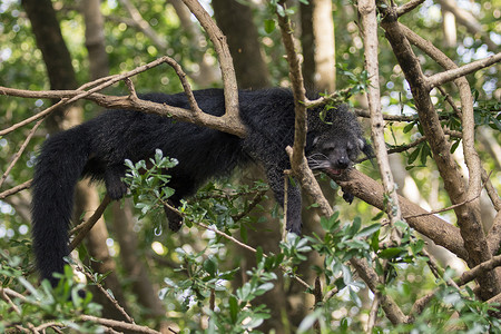 树上的宾图龙或熊猫的图像 在自然背景上 野生动物高清图片