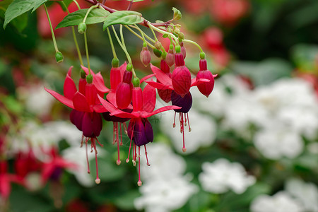 美丽的fuchsia马贝拉尼卡花朵 蜂鸟乌希亚或坚硬的乌希亚植物群滴耳液衬套柱头园艺香水花粉紫色花园植物学背景
