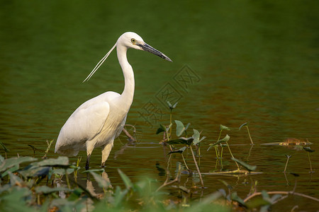 Egret 在沼泽寻找食物的图象荒野动物白鹭钓鱼翅膀羽毛野生动物池塘环境湿地图片