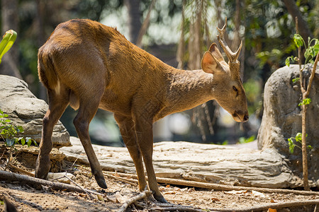 水鹿野生动物 自然背景上的鹿的图像动物热带吉祥物羚羊说谎森林动物园毛皮食草荒野背景