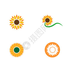 向日葵油设置太阳花徽标模板艺术植物太阳白色标识黄色向日葵插图绿色花瓣插画