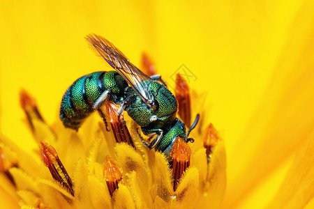 黄花粉上的Ceratina脊髓灰质炎长膜成像图以自然背景收集花蜜 蜜蜂 昆虫 动物昆虫学菊花寄生虫寄生身体漏洞荒野宏观野生动物金背景图片