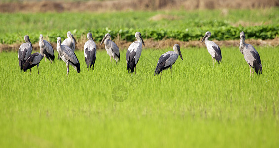 稻田鸟鸟在野外的图像 以自然背景为背景羽毛场地动物荒野食物农业鸟类热带环境稻田背景