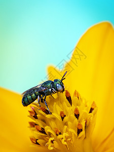 黄花粉上的Ceratina脊髓灰质炎长膜成像图以自然背景收集花蜜 蜜蜂 昆虫 动物花粉宝石野生动物金属漏洞昆虫学菊花寄生照片宏观背景图片