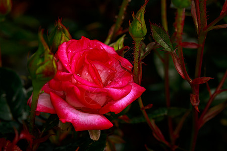 红玫瑰 全闪光花花朵玫瑰水平地点园艺花园旅游背景图片