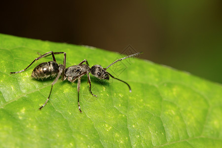 蚂蚁金服绿叶上的蚂蚁潜水图像 昆虫 动物织工男性金子荒野工人头发昆虫学腹部工作宏观背景