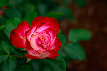 红玫瑰 全闪光花花朵水平花园地点园艺玫瑰旅游背景图片