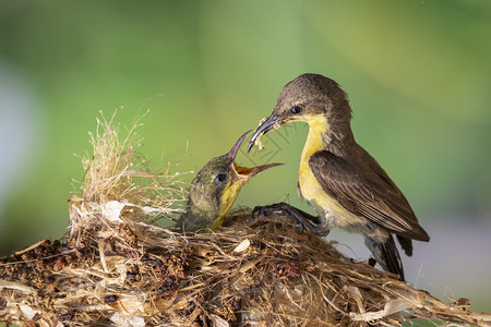 紫色太阳鸟 雌性 在自然背景下的鸟巢中喂养幼鸟的图像 鸟 动物新生植物成人尖叫食物叶子兄弟姐妹母亲野生动物养育背景图片