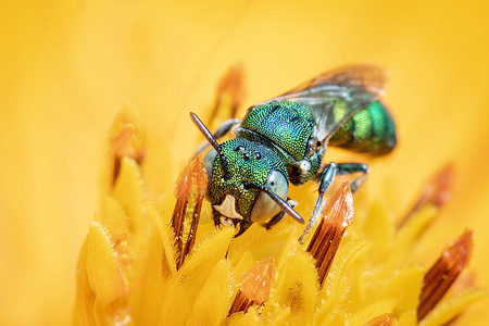黄花粉上的Ceratina脊髓灰质炎长膜成像图以自然背景收集花蜜 蜜蜂 昆虫 动物野生动物花粉宝石寄生照片宏花寄生虫漏洞菊花荒野背景图片