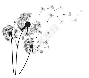 黑白蒲公英微距它制作图案抽象蒲公英背景矢量场景音乐飞行艺术天空生活种子温泉绘画植物学设计图片