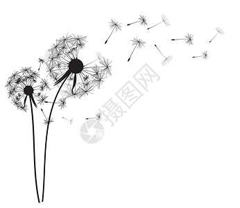 黑白蒲公英微距它制作图案抽象蒲公英背景矢量艺术音乐场景温泉绘画生活花朵力量电脑植物学设计图片