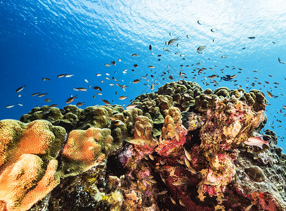海底海洋生物图示旅游世界旅行行社游记背景图片