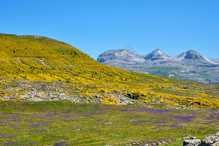 在奥德萨和蒙蒙特佩尔迪多国家公园的美丽景观 花朵多彩背景