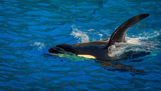 在水中捕鲸哺乳动物齿鲸虎鲸海洋水平背景