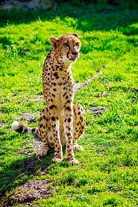 草地上的阿穆尔豹豹大猫哺乳动物动物园猫科豹属脊椎动物动物食肉背景图片