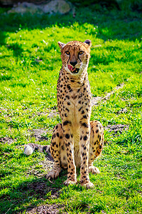 草地上的阿穆尔豹豹脊椎动物哺乳动物动物园大猫食肉豹属动物猫科背景图片