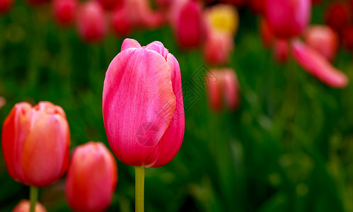 滚动的郁金香花旅游水平花朵郁金香园艺地点花园背景图片