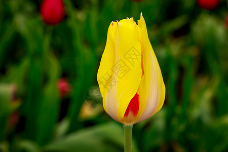 滚动的郁金香花花朵旅游郁金香地点园艺水平花园背景图片