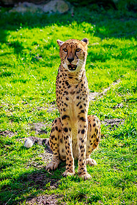 草地上的阿穆尔豹豹大猫动物园哺乳动物豹属动物食肉猫科脊椎动物背景图片