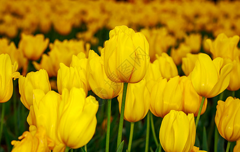 滚动的郁金香花花园地点花朵旅游园艺郁金香水平背景图片