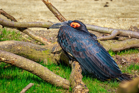 南角比尔动物园鸟类脊椎动物草地水平犀鸟高清图片