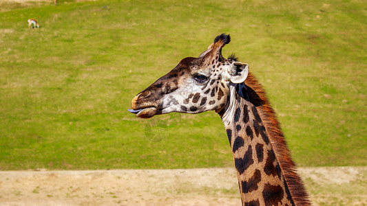 长颈鹿头像Giraffe 头像肖像野生动物脊椎动物水平草地哺乳动物背景