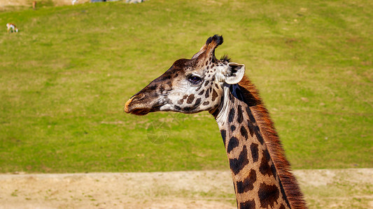 长颈鹿头像Giraffe 头像肖像草地水平哺乳动物脊椎动物野生动物背景