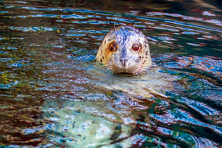 斑海豹港湾海豹哺乳动物海洋水域水面脊椎动物密封海浪足类动物园水平背景