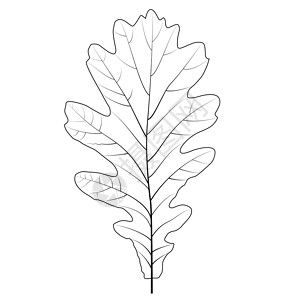 在白色的自然主义秋天橡树叶子 矢量插图季节植物森林植物学环境树叶橡子背景图片