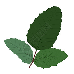 在白色的自然主义秋叶 矢量插图棕榈绿色森林季节树叶花园艺术植物背景图片