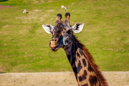 长颈鹿头像Giraffe 头像肖像水平脊椎动物草地野生动物哺乳动物背景