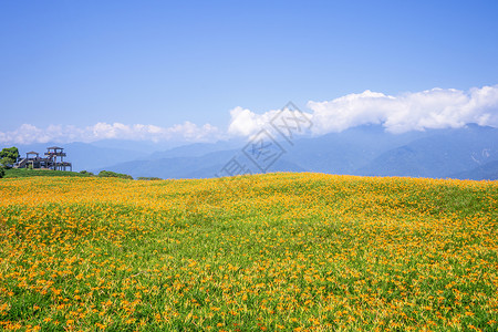 刘烨在刘石丹山六岩山上美丽的橙色白木花田 在台湾华里云中有蓝天和云彩 特写 复制空间天空旅行农场风景金子黄褐色植物花瓣乡村场地背景