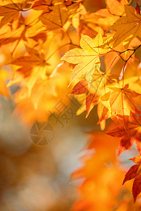 美丽的枫叶在秋天晴朗的日子在前景和模糊的背景在日本九州 没有人 特写 复制空间 微距拍摄阳光森林季节宏观天空叶子太阳晴天橙子摄影背景图片