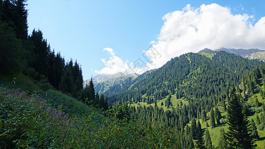 绿色茂密松树绿色高山 林丛茂密远足屏幕云杉旅行旅游山脉国家保护针叶树天空背景