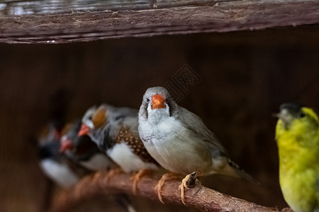 鸟儿坐在笼子里的树枝上异国情调热带动物动物园翅膀栖息网格俘虏羽毛背景图片
