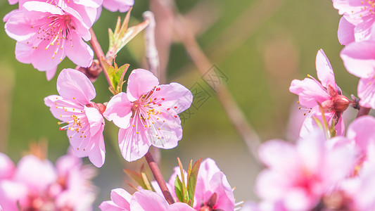 日本春天公园花园树枝上美丽优雅的浅粉色桃花 模糊的背景花园叶子花瓣摄影香气公园天空植物果园背景图片