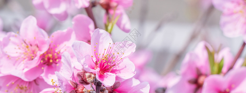 日本春天公园花园树枝上美丽优雅的浅粉色桃花 模糊的背景摄影植物花瓣叶子花园果园公园天空香气背景图片