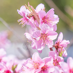 日本春天公园花园树枝上美丽优雅的浅粉色桃花 模糊的背景摄影叶子香气天空植物花瓣花园公园果园背景图片