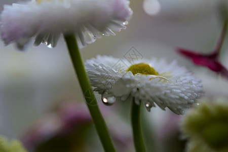 怀特贝利斯佩伦尼斯在雨后紧靠近距离水滴背景花瓣花园白色雏菊绿色花假季节黄色背景图片