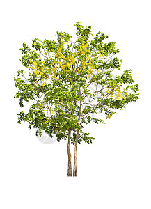 决明子瘘树或泰国的金雨国树金链花墙纸黄色热带植物学叶子植物群花朵淋浴决明子背景图片
