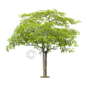 白色的新鲜绿树被隔绝植物学高度生活叶子生态热带树干环境阔叶生长背景图片
