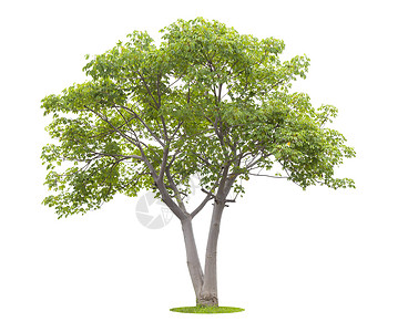 白色的新鲜绿树被隔绝植物学高度林业森林荒野生态阔叶热带木头树干背景图片