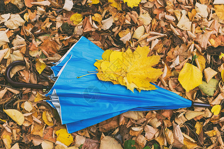 雨伞和秋假的特写照片背景图片