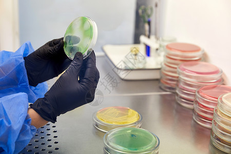 手托盘子在微生物实验室使用培养皿的技术人员或科学家的手套手 细菌培养基 微生物学家 细菌盘子测试化学品生物学物质吸管琼脂管子化学研究背景